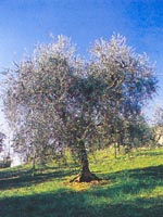 Polpenazze