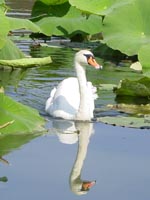 Sovenigo